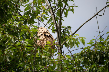 Asian hornet nest (vespa velutina)