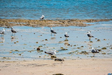seagulls on the beach