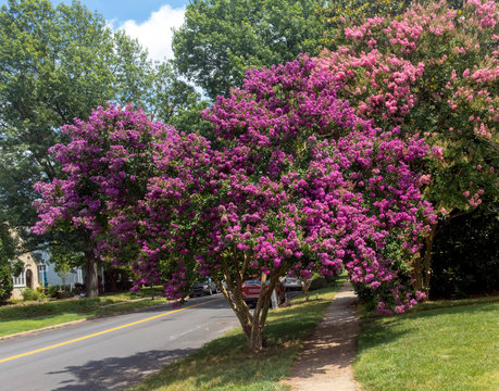 Blooming summer purple crepe myrtle.