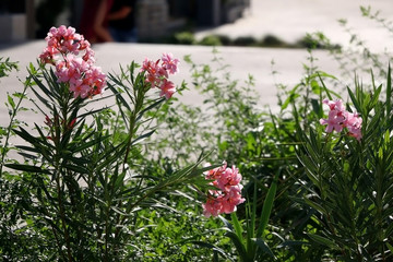 Pink oleander nerium flowers, selective focus.