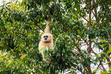 Common gibbon, White-handed gibbon