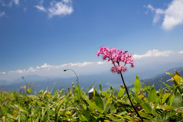シモツケソウ／白馬八方尾根／長野県白馬村