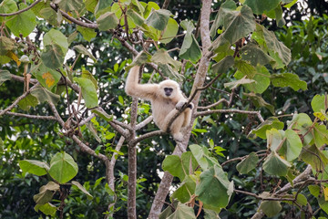 Common gibbon, White-handed gibbon