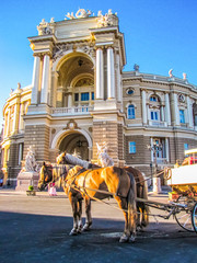 Naklejka na ściany i meble Horses in front of the Odessa Opera Theater. In Odessa, Ukraine