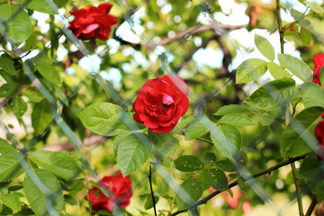 Beautiful red roses. Bush roses. Abstract photo