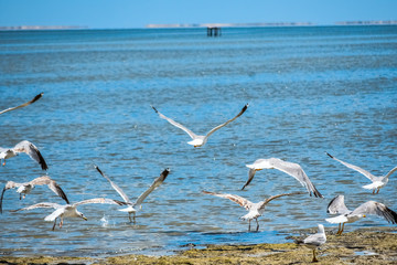 seagulls on the beach