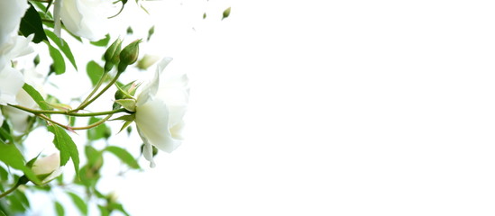 Weiße Rosen vor hellen Hintergrund