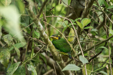 Colorful Bird Long Tailed Broadbill (psarisomus dalhousiae ) on Tree Branch