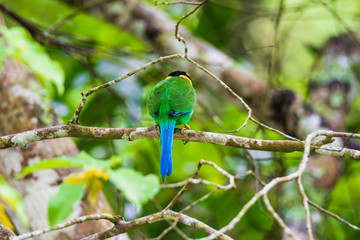 Colorful Bird Long Tailed Broadbill (psarisomus dalhousiae ) on Tree Branch
