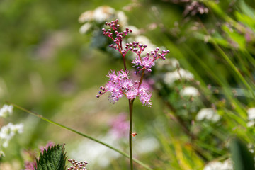 シモツケソウ／白馬八方尾根／長野県白馬村