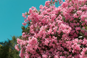 pink oleander flowers on blue sky background - 277047452