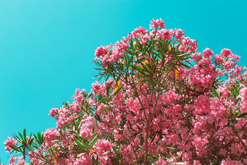 pink oleander flowers on blue sky background - 277047455