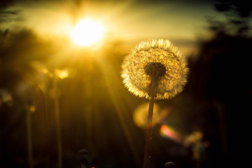 Dandelion silhouette at sunset