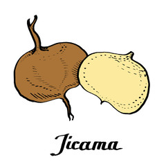 Calligraphy path vector coloured Jicama 