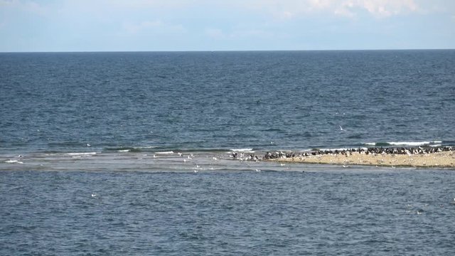 View of little island with Birds, video with more 10x optical zoom