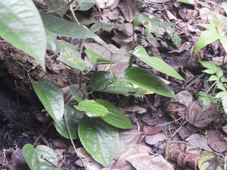 peppercorn creeper in the way to view point hill in lambasingi also called as andhra ooty in foggy morning