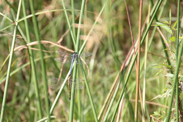Mating Dragonflies.