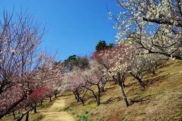 ウメの花