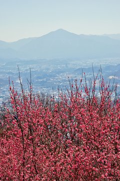 武甲山 Images Browse 607 Stock Photos Vectors And Video Adobe Stock 武甲山 Images Browse 607 Stock Photos Vectors And Video Adobe Stock