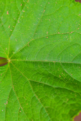 Pumpkin seedlings in the fields