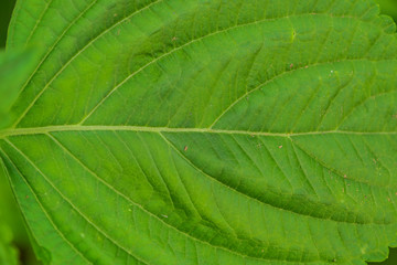 Pumpkin seedlings in the fields