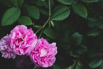 Charles Rennie Mackintosh Rose on dark green blurred background. Flower bush in the garden with green leaves