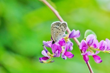 ハギの花とヤマトシジミ