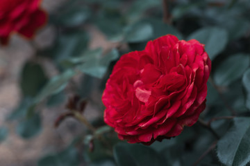 Rose - Red Leonardo da Vinci in the garden with green foliage