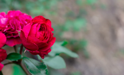 Red roses in the sun, flowering roses in the park, empty for the designer, holiday bouquet for the postcard.