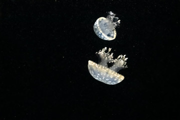 Naklejka na ściany i meble White-spotted jellyfish also known as australian lagoon jelly (Mastigias papua) is swimming in water
