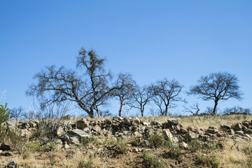 Encinas burned and charred after the passage of a forest fire in the dehesa of Andalusia