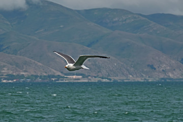Sevan's seagull fly 