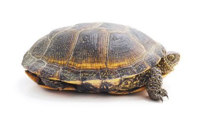 One big turtle.