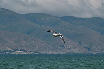 Sevan's seagull fly 3