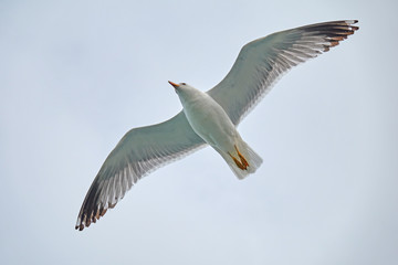 Sevan's seagull fly 