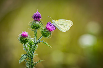 Pieris brassicae, the large white,