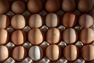 Fototapeta na wymiar Chicken eggs in cardboard rack or egg box on white table.