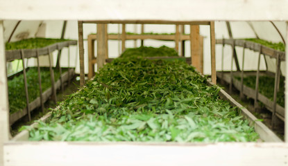 Green leaves of willow-herb on the shelves .Treatment flowering leaves and prepare for fermentation.