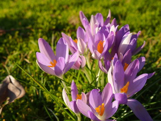 Krokus , lila