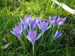 Krokus , lila