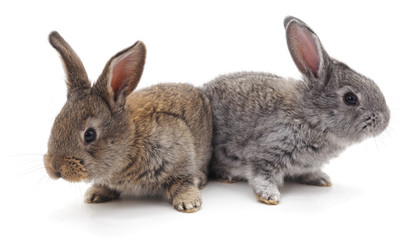 Two beautiful rabbits.