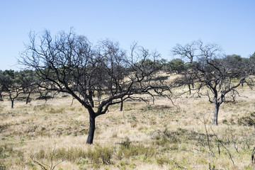 Encinas burned and charred after the passage of a forest fire in the dehesa of Andalusia