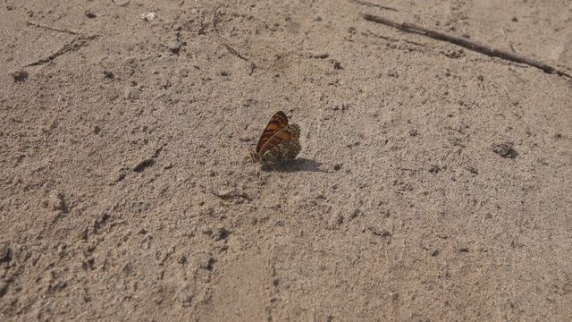 Pearl butterfly sits on the sand and flaps its wings