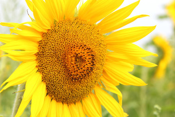 Naklejka premium Beautiful yellow sunflower against sky close up