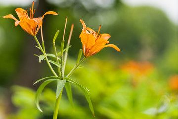 macro shot of orange lilies in soft focus