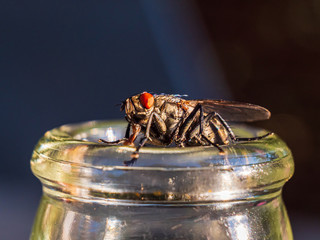 Fly is thirsty during summer time