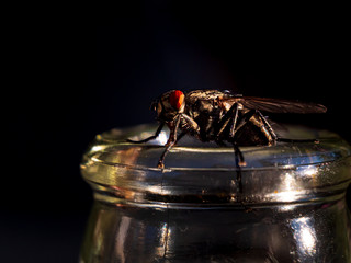 Fly is thirsty during summer time