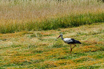 Stork walks in the grass