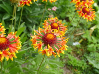 gaillardia pulchella red-yellow flower with hoverfly bright heads close to