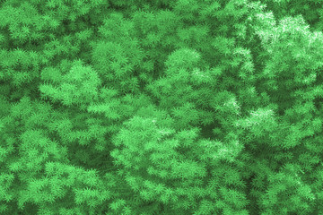 Green small spruce brunches with short needles background